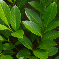 Prunus Rotundifolia | 2L Pots