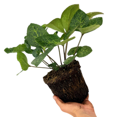 Hellebore Frostkiss Pippas Purple