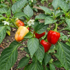Sweet Pepper Plants - Liberty Belle, Ready to Plant in Your Garden