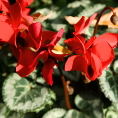 Cyclamen Scarlet | 3 or 6 1L Pots