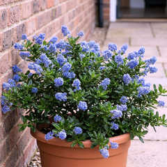 1 Ceanothus Yankee Point, 7.5 Litre Root Ball, Evergreen Californian Lilac, Blue Flowering Shrub