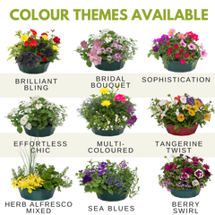 Herb Alfresco Mixed SpeedPlanter – 7 Fresh Culinary Herbs, Garden Ready