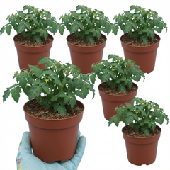 Tomato Tumbling Tom Variety, Outdoor Garden Ready, 10.5 cm