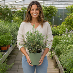 3 Litre Bushy Olive Tree, Nursery Pot, Outdoor, Pots