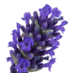 1 Large Plant - Lavender Hidcote Dark Blue, Outdoor Garden Ready, 2L Pot