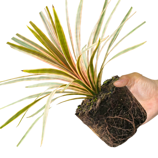 1 Large Plant - Cordyline Eurostripe, Ready to Plant in Your Garden, 3L Rootball