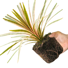 1 Large Plant - Cordyline Eurostripe, Ready to Plant in Your Garden, 3L Rootball