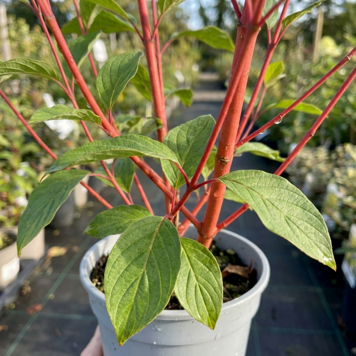 Cornus Alba Sibirica Red Stemmed Dogwood Plant, Winter Hardy Garden Shrub, Litre Root Ball
