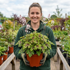 1 Tiarella Angel Wings Foam Flower Plant, Hardy Shade Loving Perennial, 2 Litre Root Ball