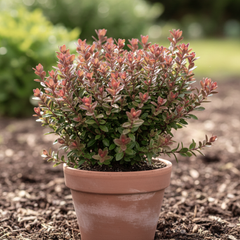 Hebe Little Leaves Red | 2L Pot