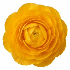 Ranunculus Vortex Golden Yellow Persian Buttercup Plant, Hardy Spring Flowering, 2Ltr Root-Ball