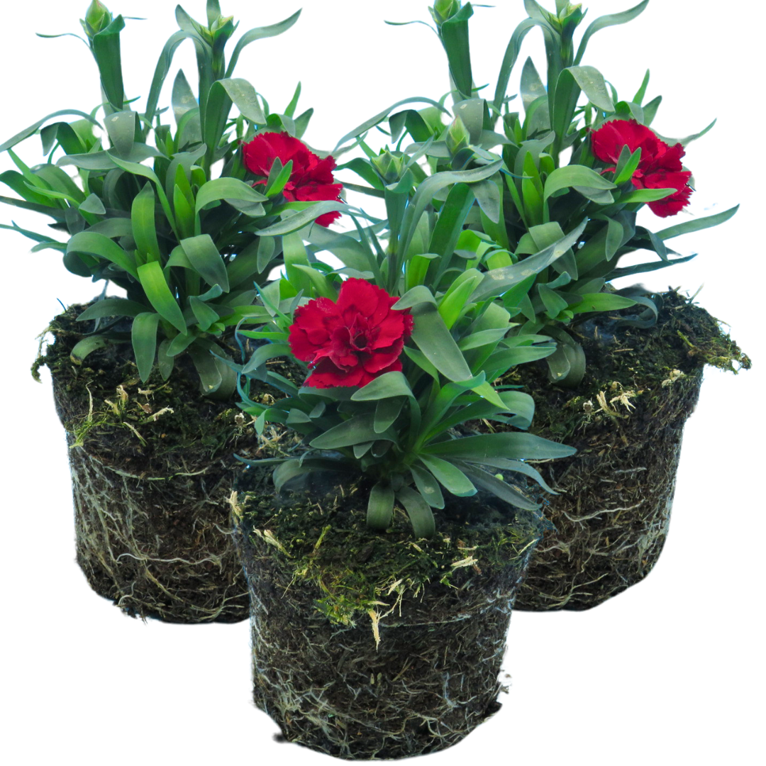 Dianthus Oscar Dark Red | 3 or 6 1L Pots