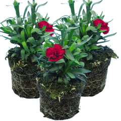 Dianthus Oscar Dark Red | 3 or 6 1L Pots