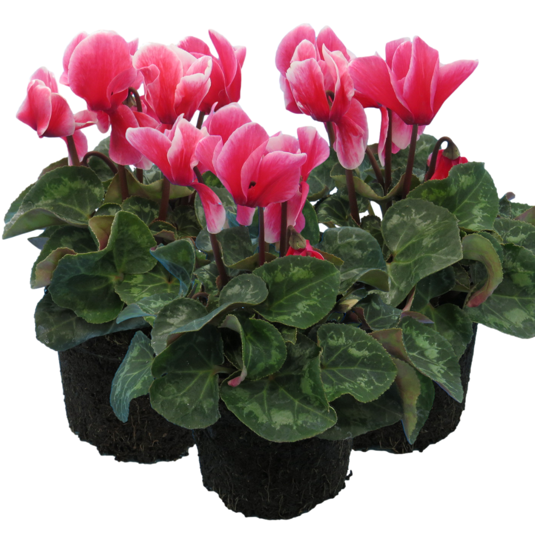 Cyclamen Bicolour Rouge Flame | 3 or 6 1L Pots