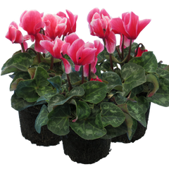 Cyclamen Bicolour Rouge Flame | 3 or 6 1L Pots
