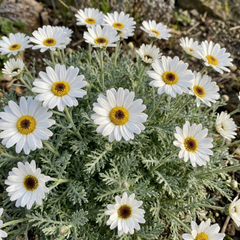 Set of 3 or 6 Rhodanthemum ‘Casablanca’ Hardy Perennial Moroccan Daisy Plants, White Flowering, Outdoor Garden Ready, 1 Litre Root-Ball