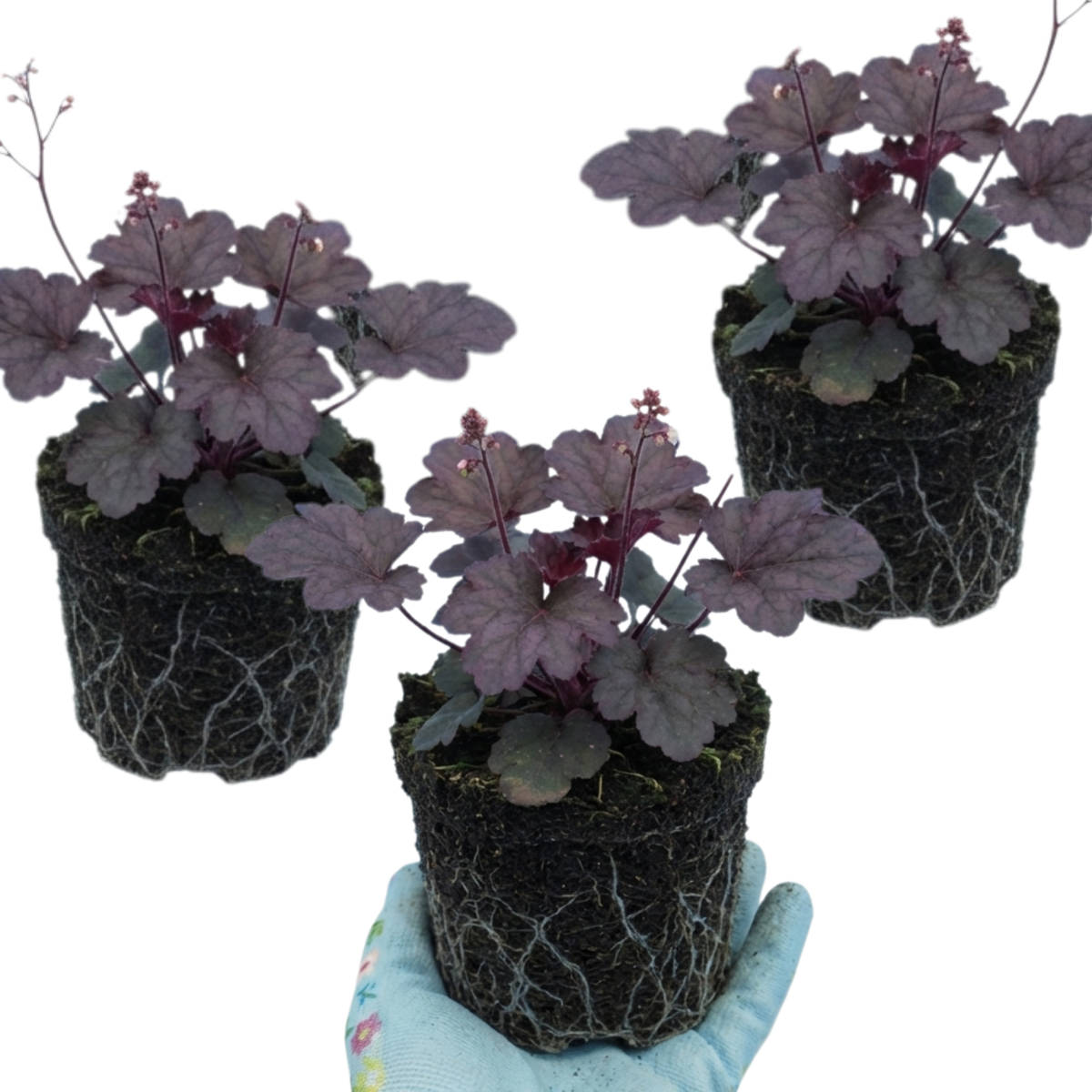 Set of 3 or 6 Heuchera Palace Purple Coral Bells Plants, Hardy Evergreen Perennial, Shade Tolerant Garden Plants, Outdoor Garden Ready, 1 Litre Root-Ball