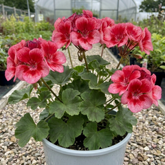 1 Geranium Calliope M Red Splash, Hardy Outdoor Summer Flowering Patio Plant, 5 Litre Root-Ball