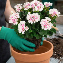 Pelargonium Toscana Dolce Vita Stella, Ready to Plant in Garden