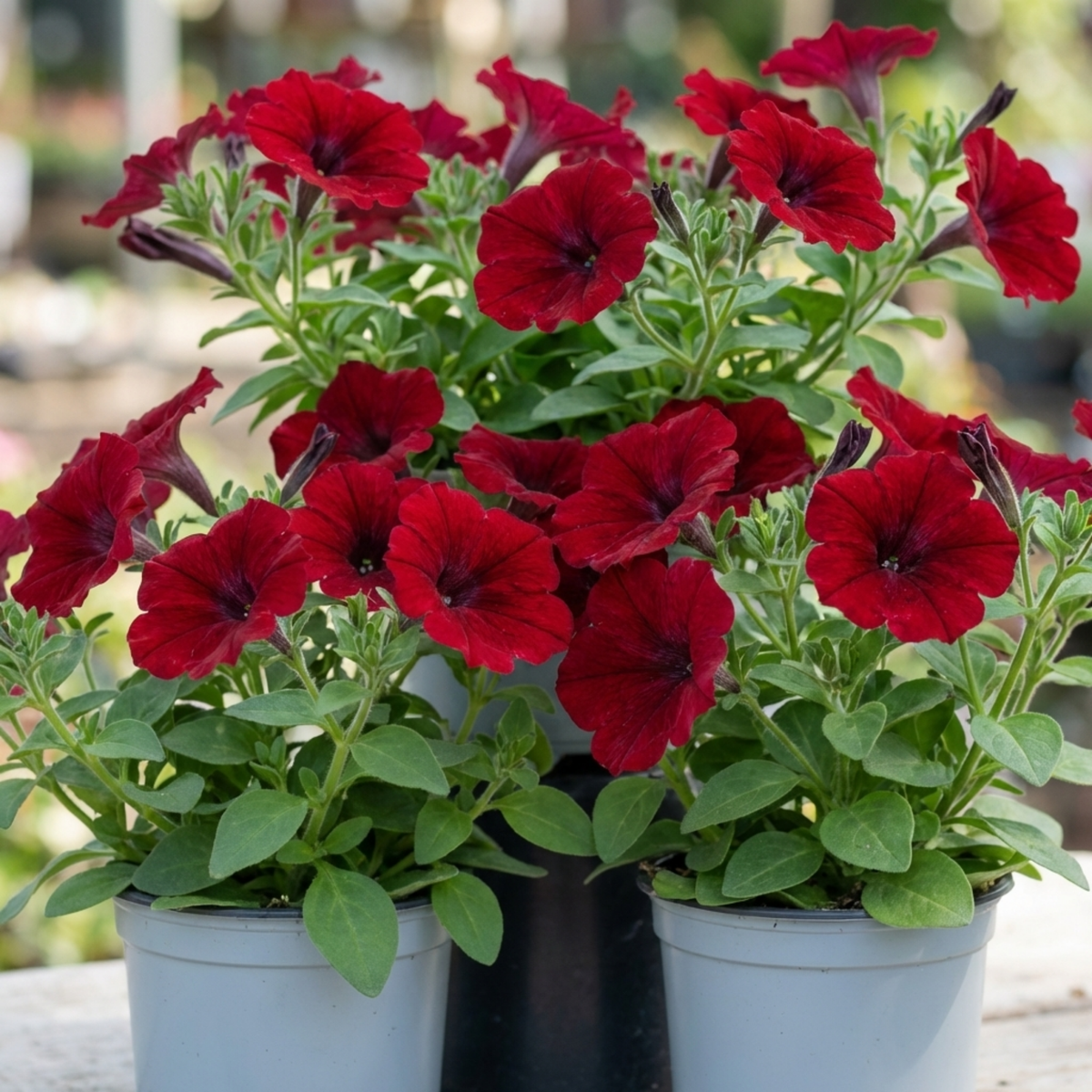 Set of 3 Large Plants - Petunia Easy Wave Red, Outdoor Garden Ready