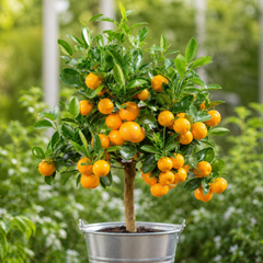 Calamondin Orange Tree 5Ltr, Indoor Citrus Tree, Pots