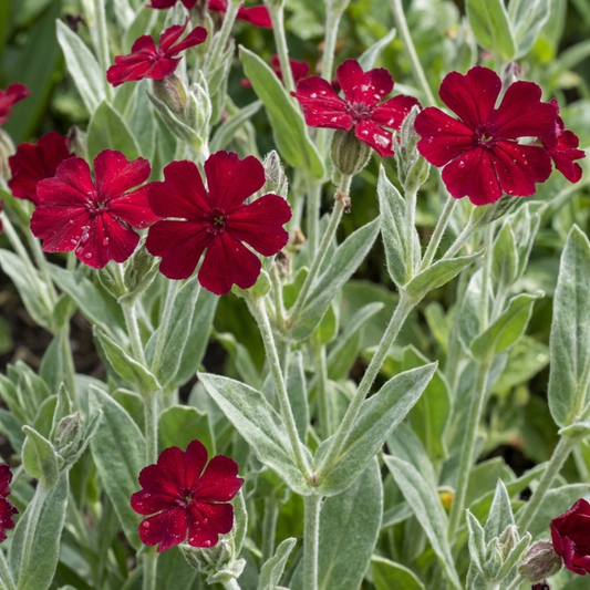 Set of 3 or 6 Lychnis Atrosanguinea ‘Rose Campion’ Hardy Cottage Garden Perennial Plants, Summer Flowering, Outdoor Garden Ready, 1 Litre Root-Ball