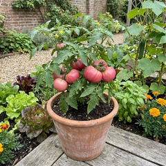 Set of 3 or 6 Large Plants - Tomato Rose Crush Variety, Ready to Plant in Your Garden