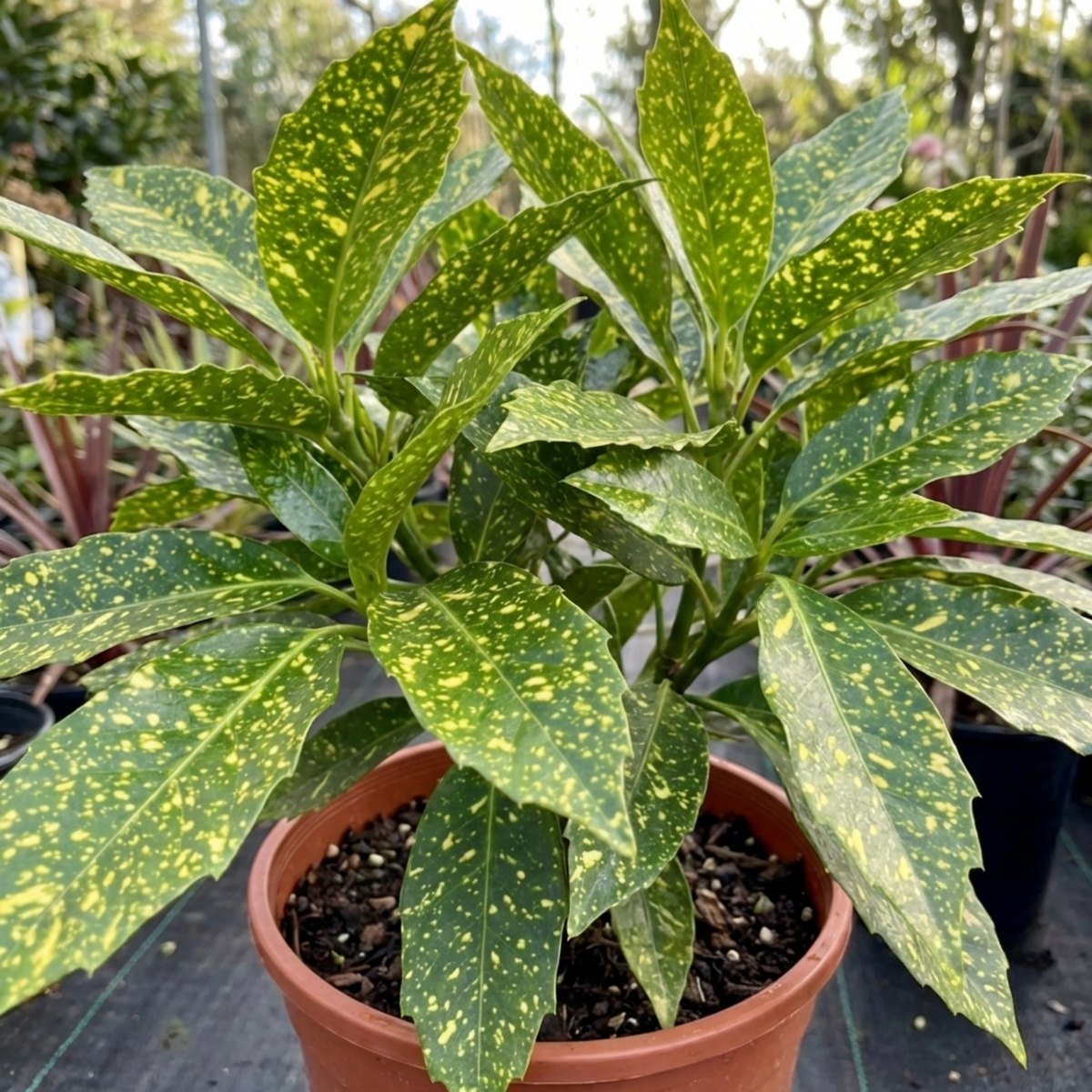 Aucuba Japonica Crotonifolia Spotted Laurel, Hardy Evergreen Garden Shrub, 2 Litre Root-Ball