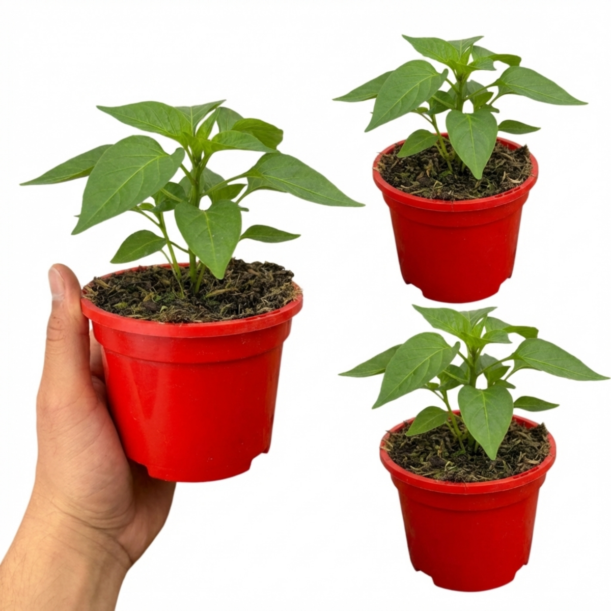 Sweet Pepper Snack Orange, Ready to Plant in Your Garden