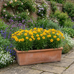 Coreopsis Presto Hardy Perennial Plants, Golden Yellow Summer Flowering, Outdoor Garden Ready, 1 Litre Root Ball