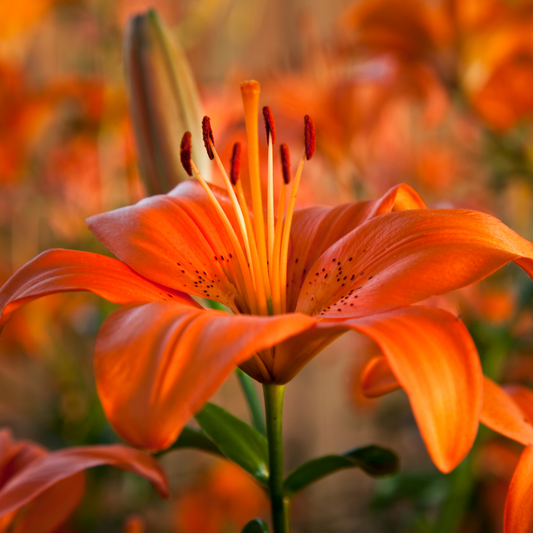 Asiatic Lily Orange | 3 or 6 1L Pots