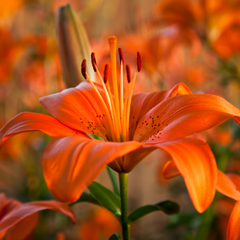 Asiatic Lily Orange | 3 or 6 1L Pots