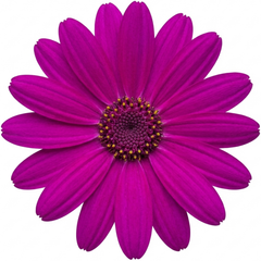 Senetti Pericallis Pop Magenta Live Plant, Outdoor Summer Bedding Flowers, 17cm Root-Ball