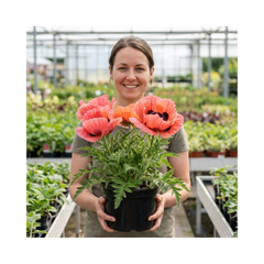 1 Oriental Papaver Bolero Perennial Poppy Plant, Summer Flowering, Garden Ready, 3 Litre Root Ball