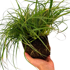 1 Large Plant - Everest Carex Ornamental Grass, Outdoor Garden Ready Sedge