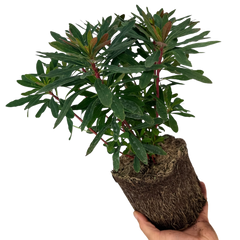 Euphorbia Purpurea | 2L Pot