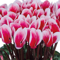 Cyclamen Flame Red | 3 or 6 1L Pots