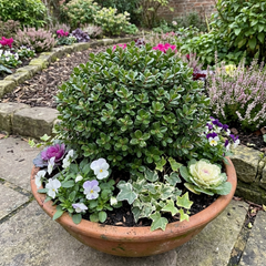 Hebe Sutherlandii Hardy Evergreen Flowering Perennial Shrub Plants, Outdoor Garden Ready, 1 Litre Root-Ball
