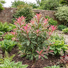 Photinia Fraseri Pink Crispy Plant, Evergreen Hedge Shrub, Outdoor Garden Ready, 3 Litre Root Ball