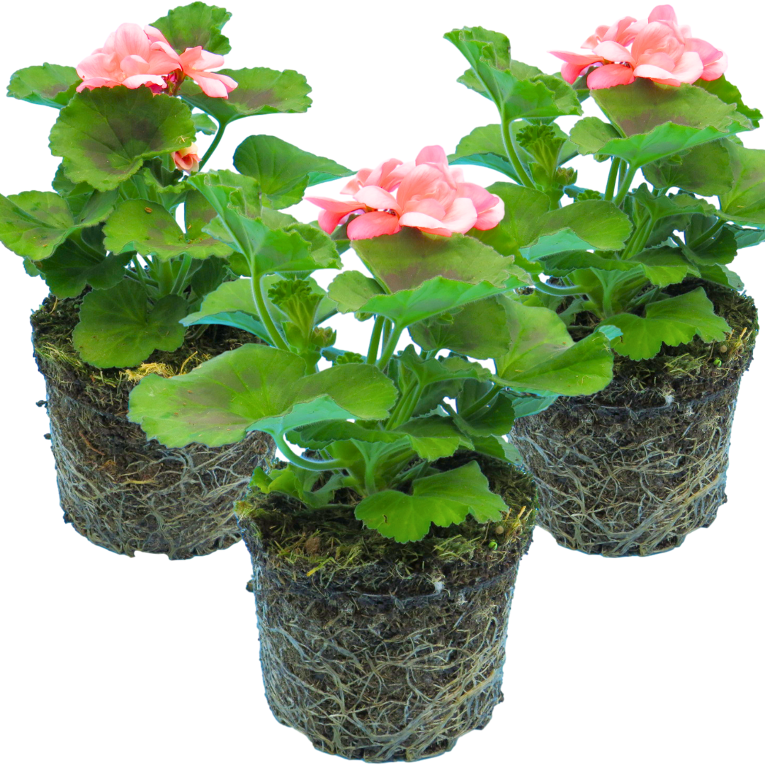 Pelargonium Toscana Dolce Vita Emma or Smart Lenja