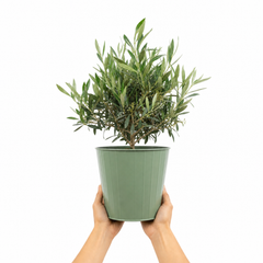3 Litre Bushy Olive Tree, Nursery Pot, Outdoor, Pots