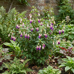 1 Large Plant - Upright Fuchsia Fuchsita Blush & Violet, Outdoor Garden Ready