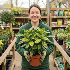 Aucuba Japonica Variegata Spotted Laurel Plant, Shade Loving Hardy Evergreen Shrub, 2 Litre Root Ball