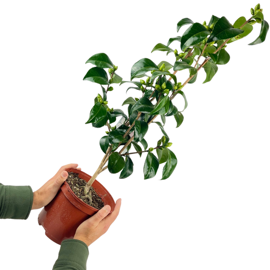 Camellia Pink | 3L Pot