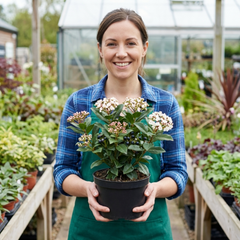 Viburnum Tinus Evergreen Privacy Hedge Plants, Hardy Winter Flowering Garden Shrub, Outdoor Garden Ready, 1 Litre Root-Ball
