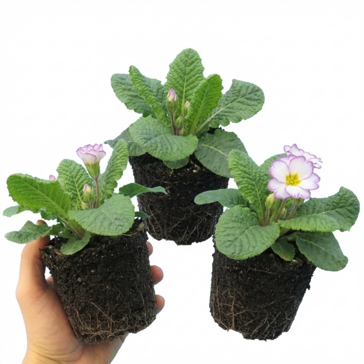 Primrose Queen Lilac Picotee Plants, Hardy Perennial, Spring & Autumn Flowering, Outdoor Garden Ready, 1 Litre Root-Ball