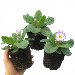 Primrose Queen Lilac Picotee Plants, Hardy Perennial, Spring & Autumn Flowering, Outdoor Garden Ready, 1 Litre Root-Ball