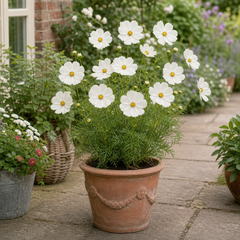 1 Large Plant - Cosmos Apollo White, Ready to Plant in Your Garden, 2L Pot