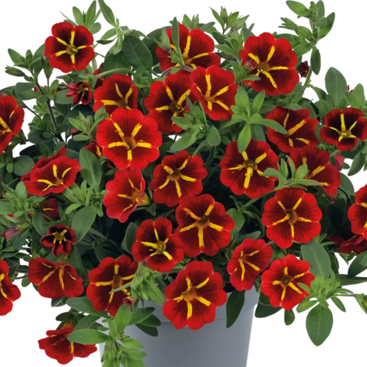 Set of 3 or 6 Large Plants - Calibrachoa Cabaret Red Kiss, Outdoor Garden Ready