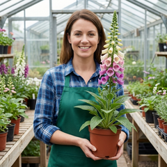 Foxglove Excelsior Hybrids Plants, Hardy Cottage Garden Perennial, Bee Friendly, 11cm Root-Ball